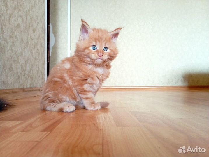 Котята Мейн-кун