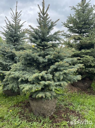 Ель голубая 3-4 метра