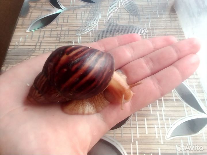Улиточки ахатины разные
