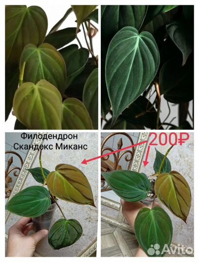 Филодендрон несколько сортов