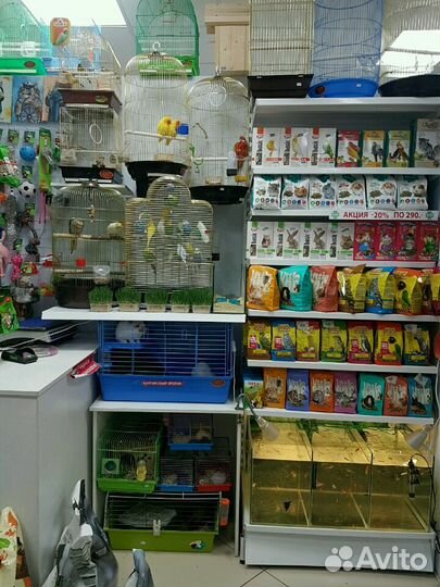 Попугай корелла и другие виды птиц