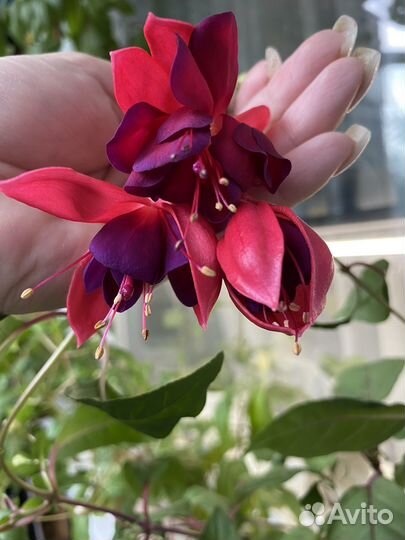 Фуксии на срез