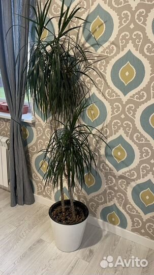 Драцена 160см