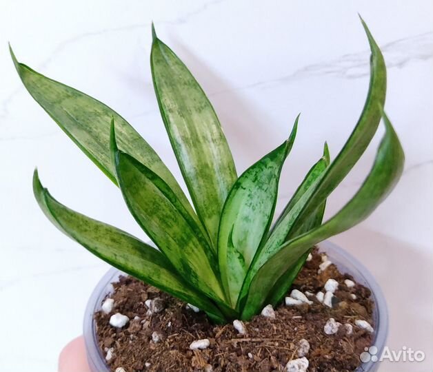 Сансевиерии Starburs