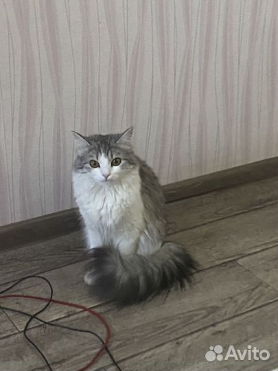 Потерялась кошка