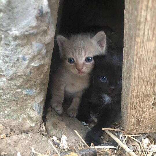 Котята в добрые руки