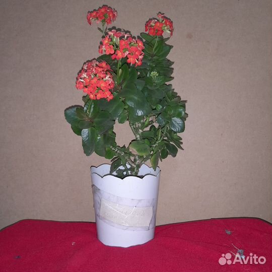 Лечебная Алоэ - Вера