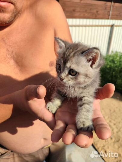 Котенок британец смесь