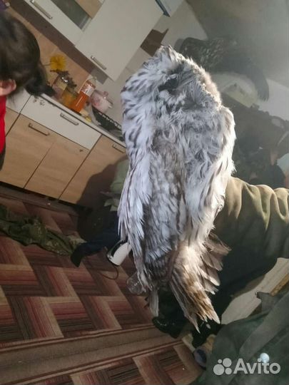 Охота и рыбалка