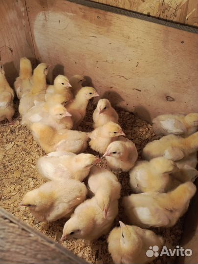 Цыплята бройлеры, несушки, цветной броль, утята