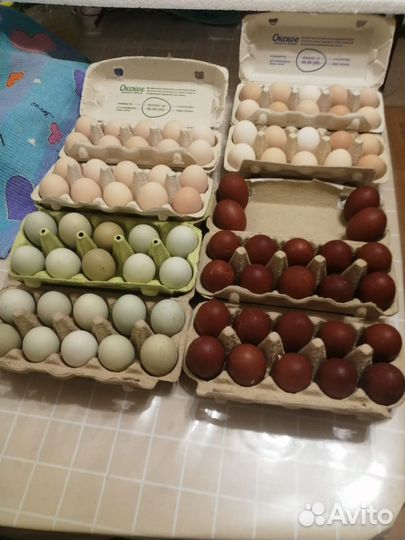 Сильверудд