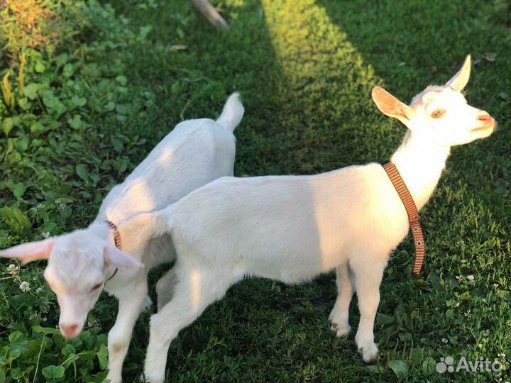 Козлята