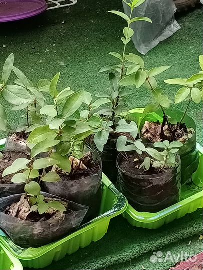 Продаю саженцы жимолости