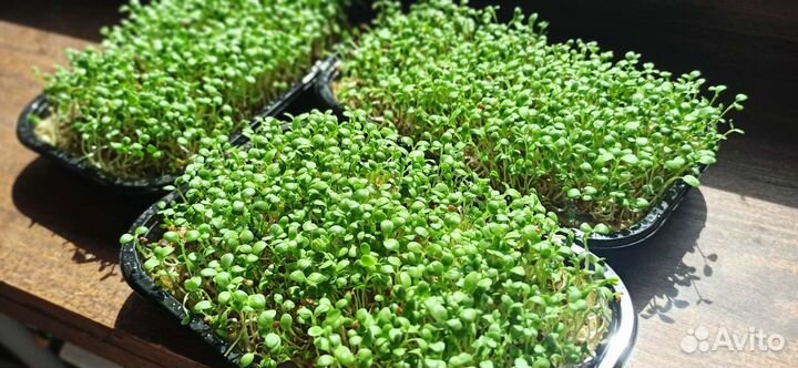 Микрозелень