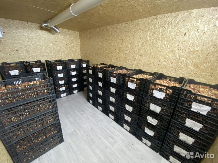 Луковицы тюльпанов оптом и в розницу