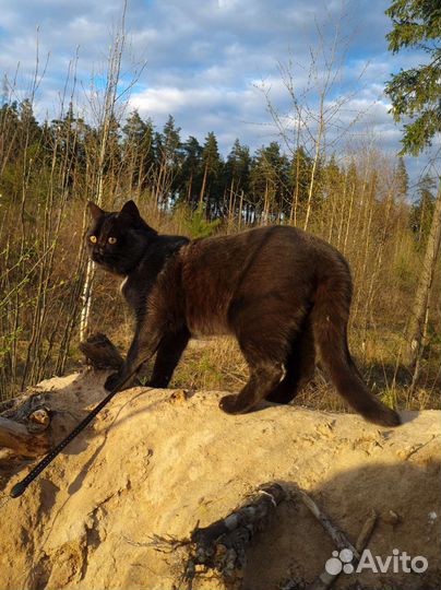 Кот ищет кошку