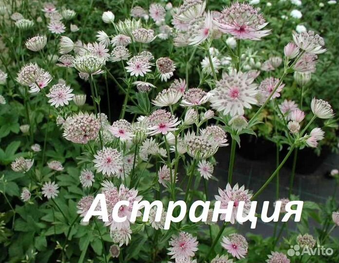 Многолетние цветы для сада