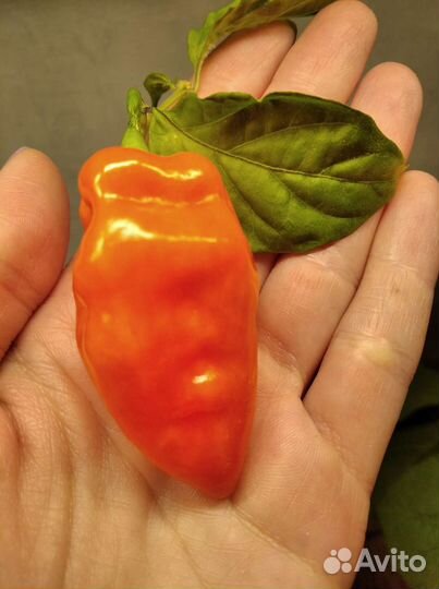 Семена сладкого переца Хабанеро Хабанада