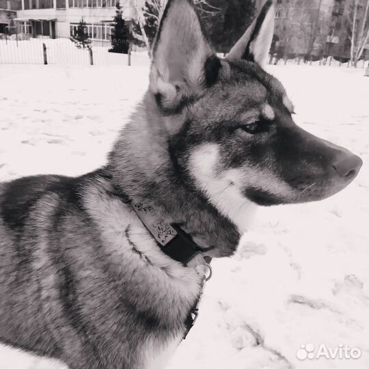 Бесплатно отдам собаку Хаски