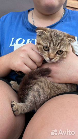 Шотландский котёнок