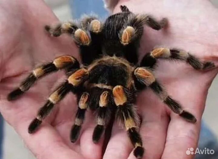 Паук птицеед для новичков