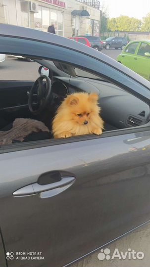 Померанский шпиц вязка