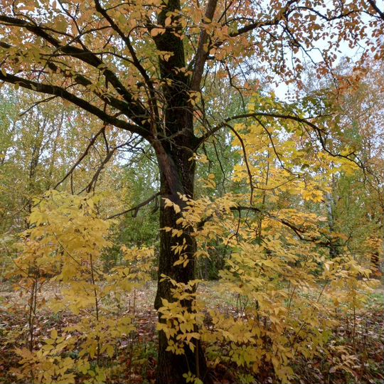 Участок 6 сот. (ИЖС)