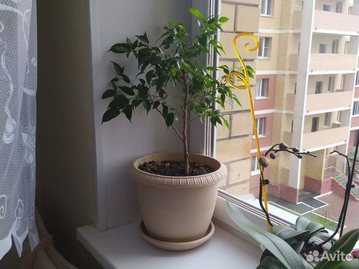 Фикус Наташа