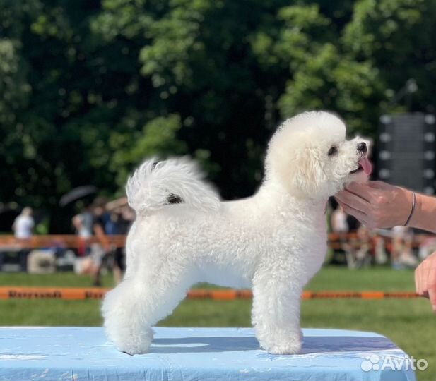 Бишон фризе мальчик