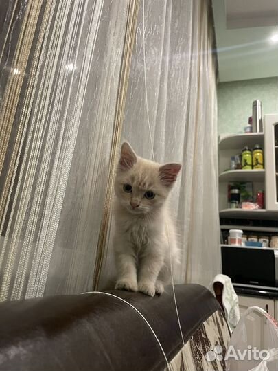 Котенок в добрые руки