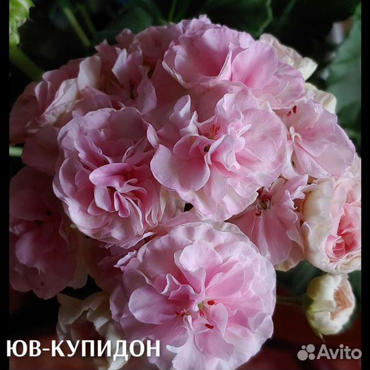 Пеларгонния сортовая та-Эммануэль,юв-Купидон и др