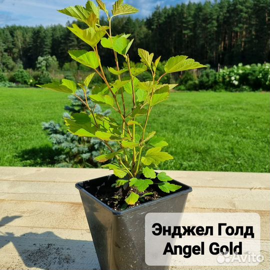 Пузыреплодник