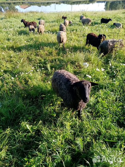 Овцы бараны