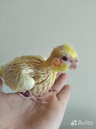 Птенцы корелл