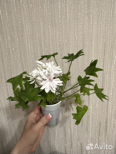 Герань Vektis Fineru (гвоздичная)