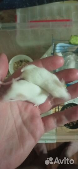 Мыши живые