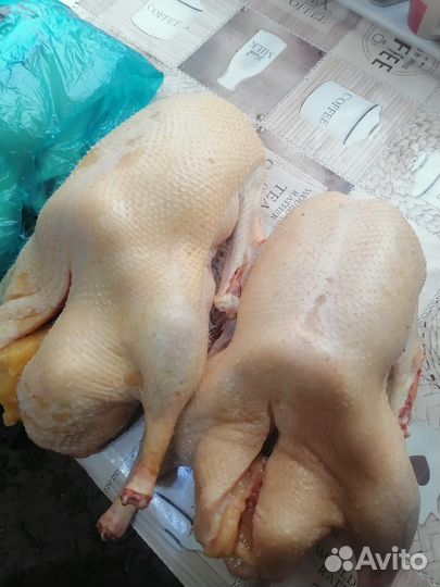 Тушки домашних гусей и потрошки