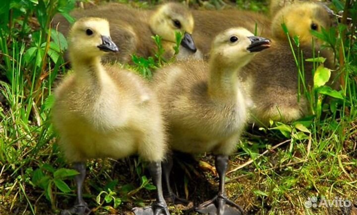 Подрощенные гуси (Линда и Крупная Серая)
