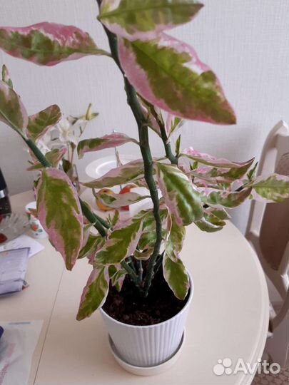 Роскошный фикус и Педилантус