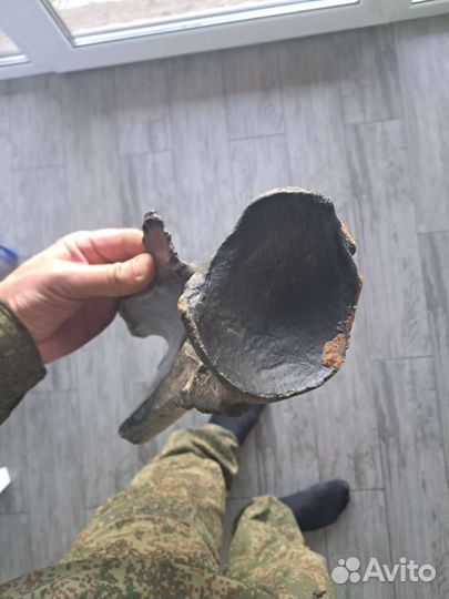 Кость мамонта