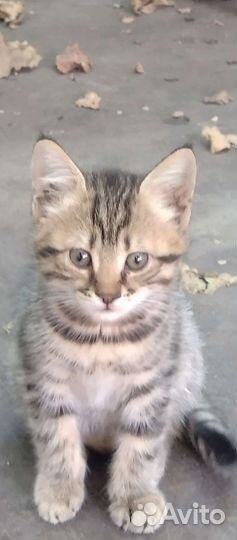 Кошка в дар бесплатно
