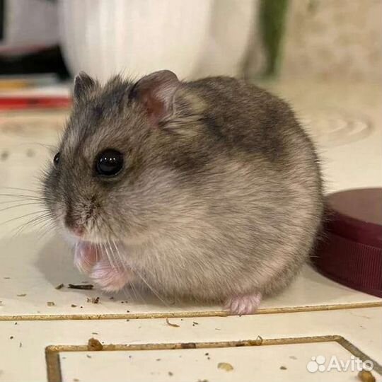 Джунгарские хомячки разных окрасов