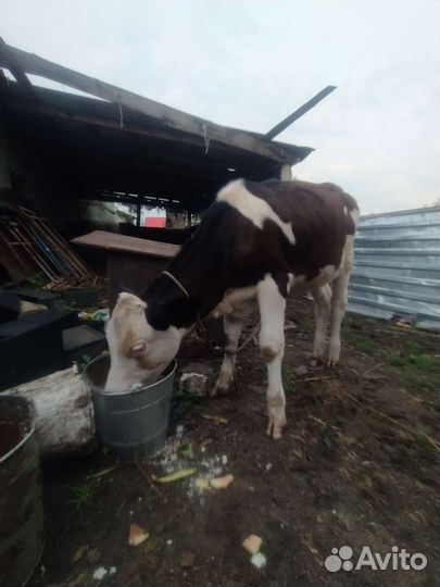 Телëнок тëлка