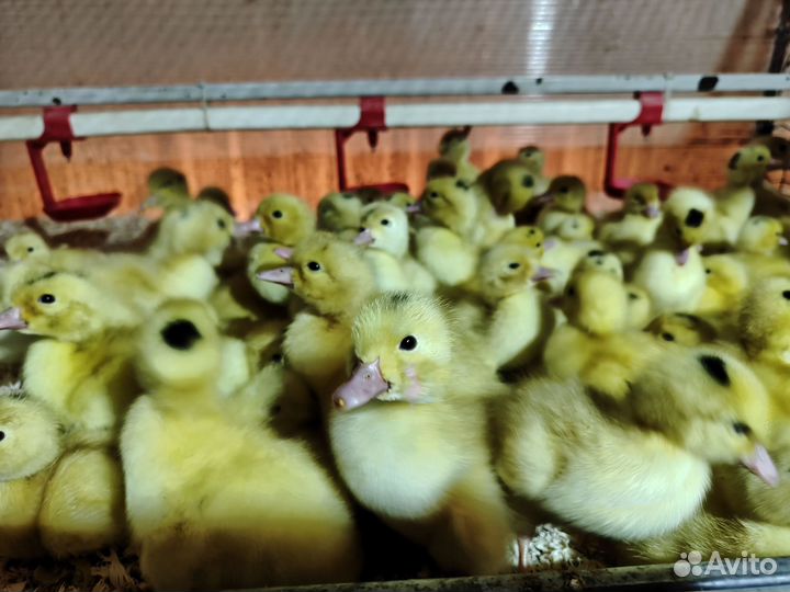 Продажа живой птицы