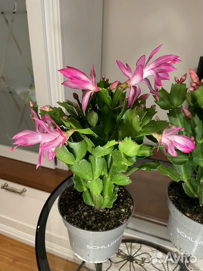 Декабрист шлюмбергера