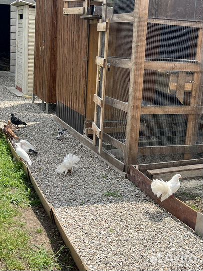 Продажа голубей