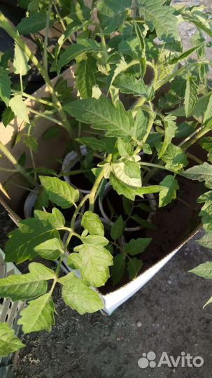 Рассада помидор