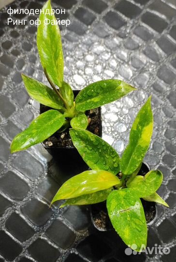Филодендроны