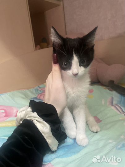 Котята в добрые руки бесплатно