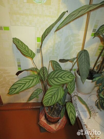 Комнатное растение Ктенанта